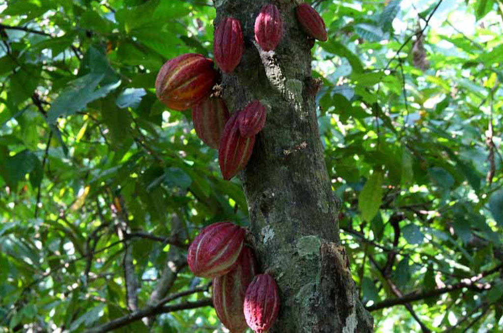 cacao